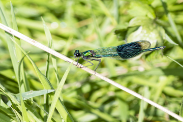 Scarce Damselfly Found in Good Numbers